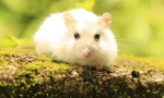 Câți hamsteri trăiesc cum să crească durata de viață